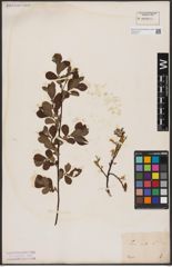 Foto von Salix aurita L.